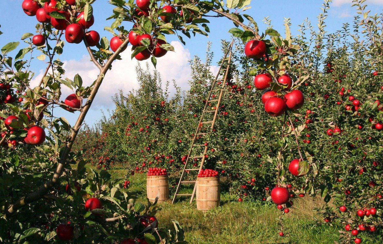 apples, orchard, apple trees-1873078.jpg