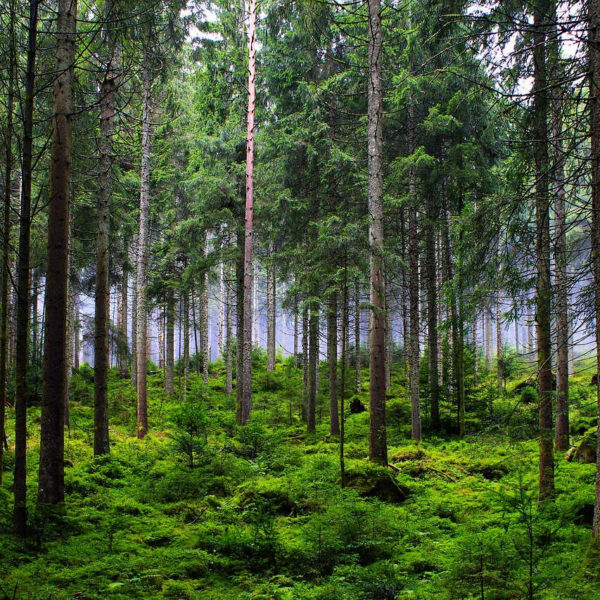 eco-green-forest