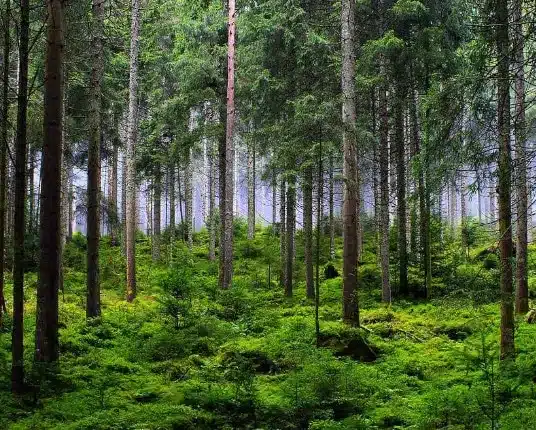 Plant avec nous our forest mon eco-pote