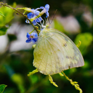 Papillon mon eco pote suisse