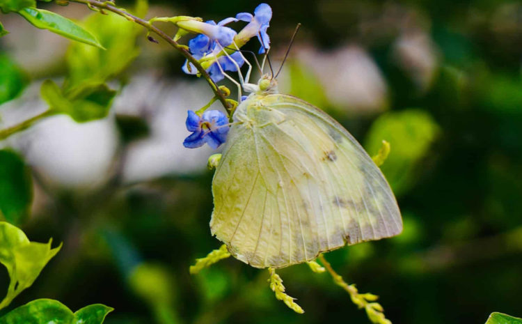 Papillon mon eco pote suisse