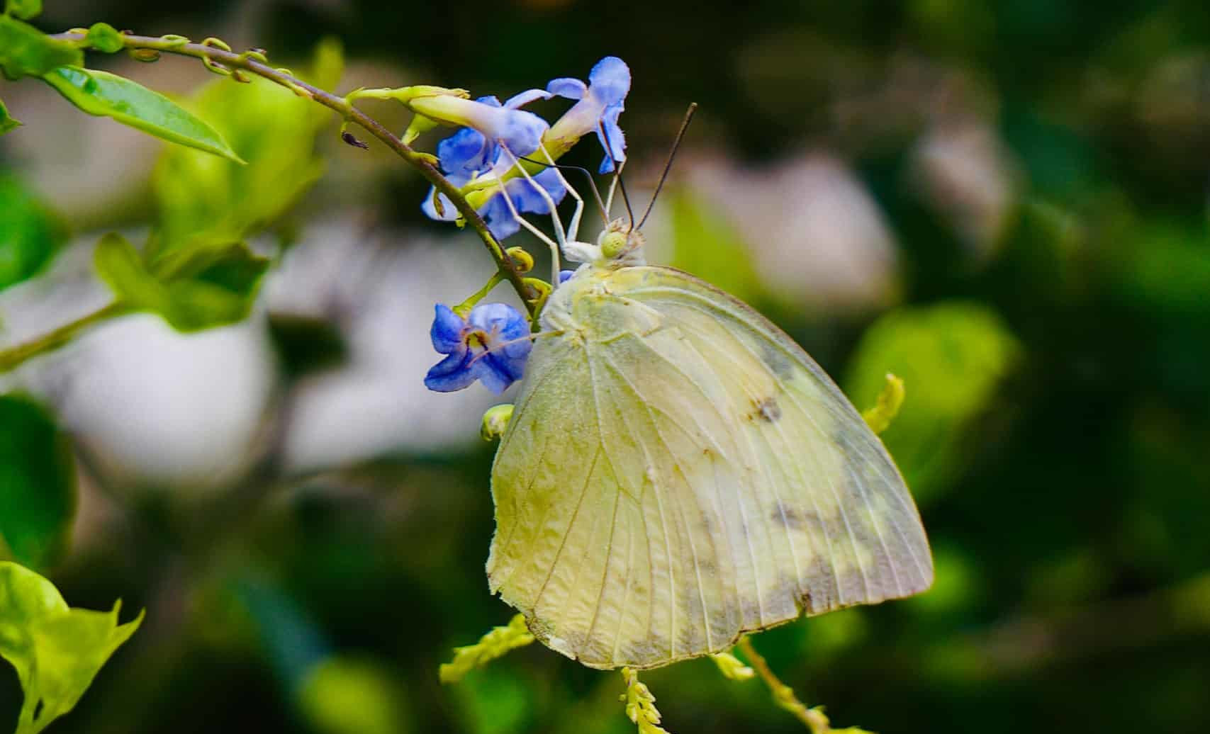 papillon mon eco pote