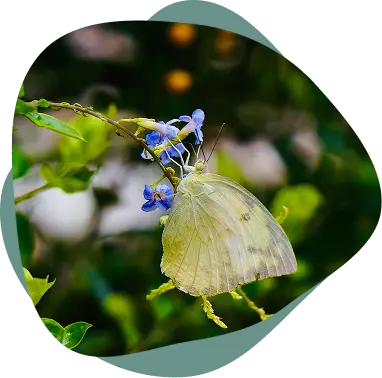 Image papillon de l'association suisse myecobestfriend.