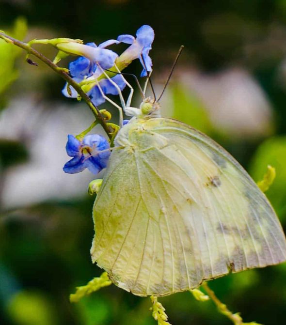 papillon mon eco pote